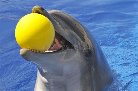Portrait Dolphin With A Ball In The Mouth Bottlenose Dolphin Tursiops