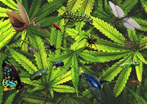 Harvesting Your Cannabis Plants And You Find Bugs Here Is What You