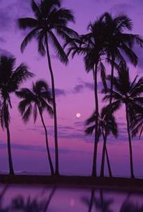 Palm Tree And Moon By Ron Dahlquist Printscapes Palm