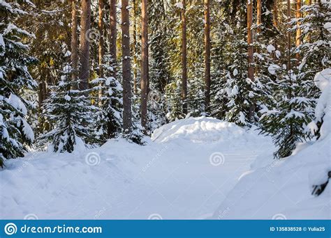 Winter Forest By A Cold Sunny Daymountain Landscape With