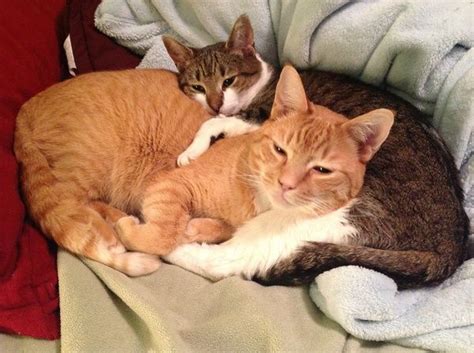 Two Cats Cuddling Cats Kitty Cuddling