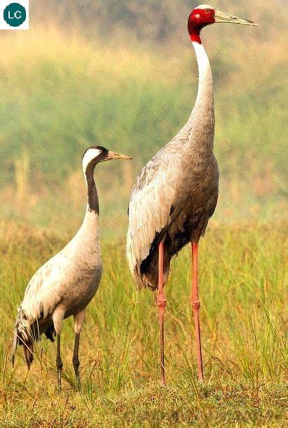 ☎️ Wonderbirdspecies ♻️♻️♻️ Common Crane