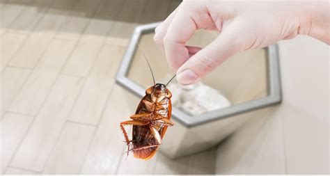 Cockroach Control Tips How To Keep Cockroaches Out Of Your Home My Beautiful Adventures