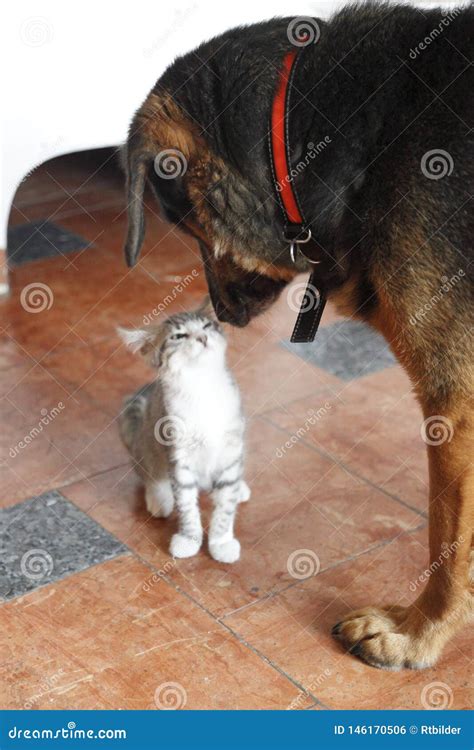 A Little Cat And A Big Dog Stock Photo Image Of Lovely 146170506