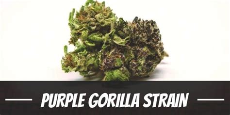 Purple Gorilla Strain Complete Guide And Review