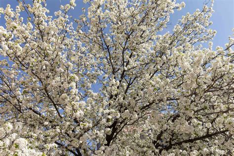 10 Varieties Of Flowering Trees For Your Landscape