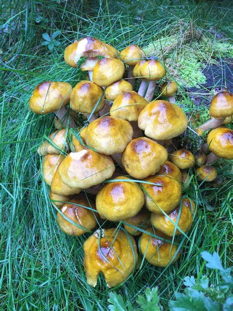 Mushroom Fungi Lichen Toadstool Stuffed Mushrooms Home And Garden