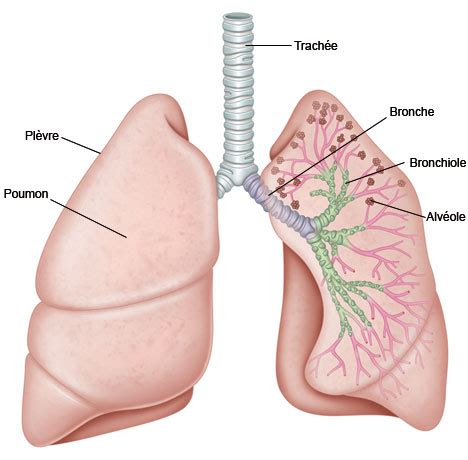 Comment le poumon s'effondre ? Cancer du poumon - Sciencesetavenir.fr