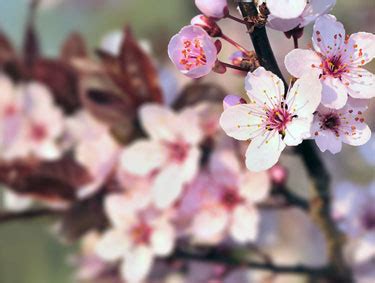 Deep stout with with a heavy addition of montgomery tart cherries from king orchards show more. Yard and Garden: Successfully Cultivating Cherry Trees In ...