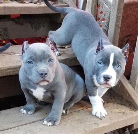 Oh Yes I Can Get A Nother One Too Pit Puppies Pitbull Puppies Cute