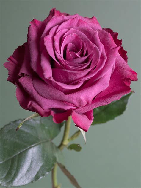 Meet Blueberry One Of Our Dark Lavender Rose Varieties This Chic