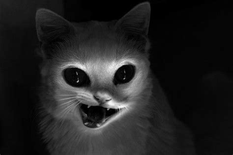 Zombie Cat Arte Horror Horror Art Horror Movies Dark Fantasy Art