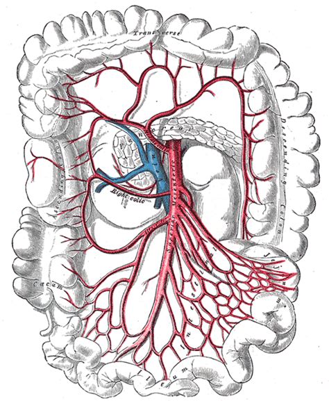Superior Mesenteric Artery Wikidoc