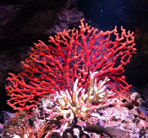 Plants In Coral Reefs Plants Bn