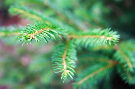Spruce Branch Free Stock Photo Public Domain Pictures