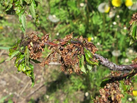Ten Step Program To Manage Bacterial Canker Of Sweet Cherry Purdue