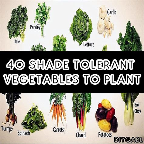40 Shade Tolerant Vegetables To Plant Plants Vegetables Beautiful
