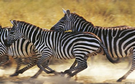 Zebras Galloping Hd Wallpaper
