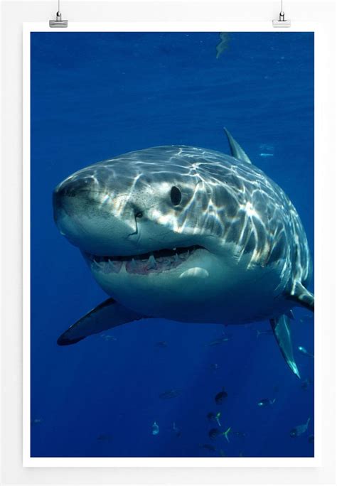 60x90cm Tierfotografie Großer Weißer Hai In 2022 Weißer Hai Tierfotografie Weiße Haie