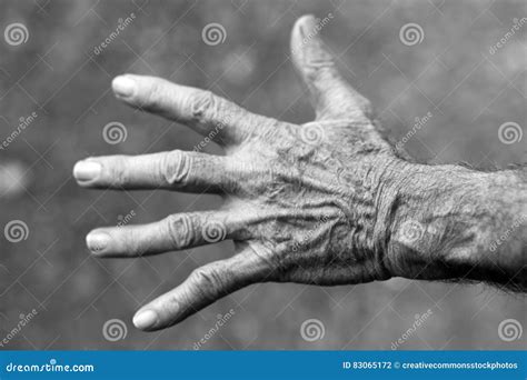 Grayscale Photo Of Left Human Hand Picture Image 83065172
