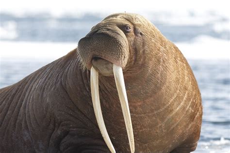 Walrus Facts And Beyond Biology Dictionary