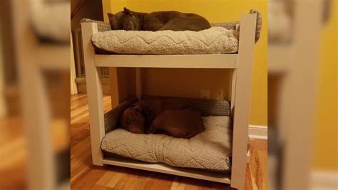 Dog Brothers Get Bunk Beds So They Can Always Sleep Together Dog