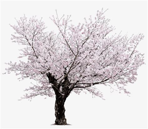 We did not find results for: Cherry Blossom Tree Png - Sakura Png - Free Transparent ...