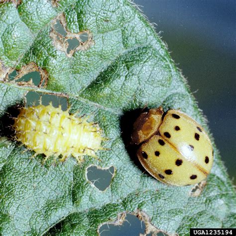 Though the larvae are the most destructive life stage, the adults can. Mexican bean beetle (Epilachna varivestis ) on soybean ...