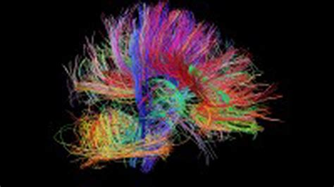 How The Brains Wiring Forms Thoughts And Emotions