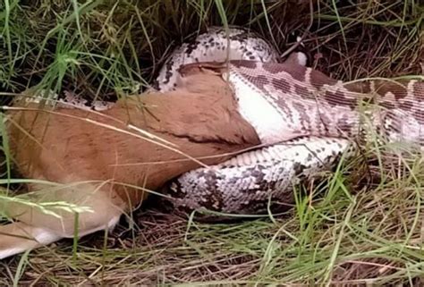 python swallows deer photos revealed newstrack english 1
