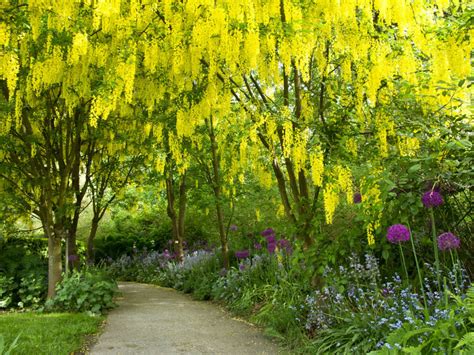 Laburnum × Watereri Vossii Golden Chain Tree World Of Flowering