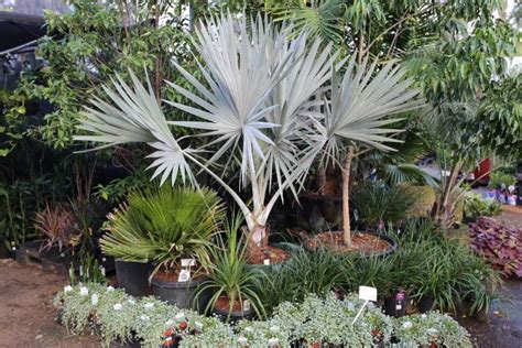 Complete information about bismarckia palm #plantslover #bismarckia #bismarckiapalm. Bismarck Palm - Plant Profile - Oxley Nursery, Brisbane