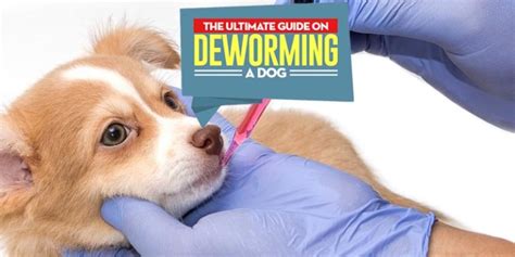 How To Deworm A Dog With Pictures Natural And Veterinary Treatments