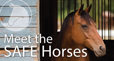 Save A Forgotten Equine Safe Rescuing Rehabilitating And