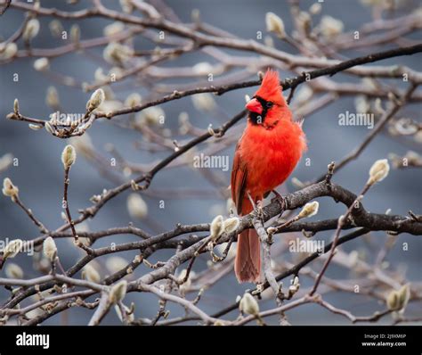 Close Up Of Bright Red Cardinal Bird Sitting On Tree Branch In Spring