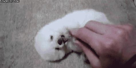 White Puppy S Find And Share On Giphy