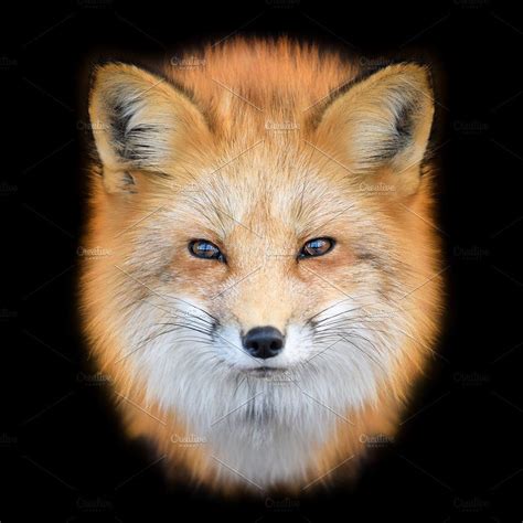 Portrait Red Fox Vulpes Vulpes Bea Red Fox Wildlife Photography