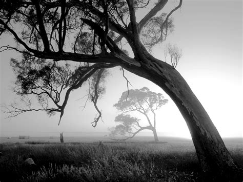 20 Beautiful Black And White Nature Photography Nature Photography