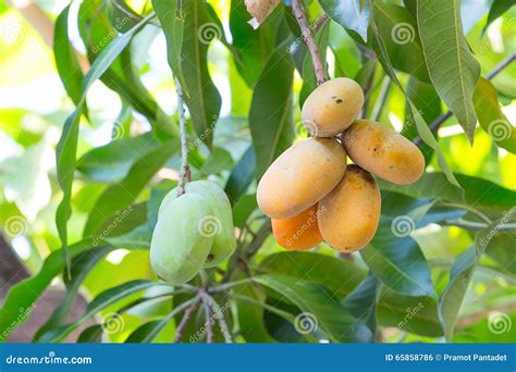 Mango Ripe On Tree Stock Photo Image Of Farm Fresh 65858786