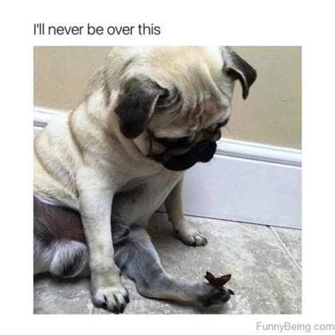101 Lovable Pug Memes That Are Too Puggin Cute