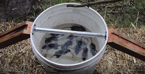 Homemade mouse trap humane bucket trap. Learn How to Do This Simple But Extremely Effective ...