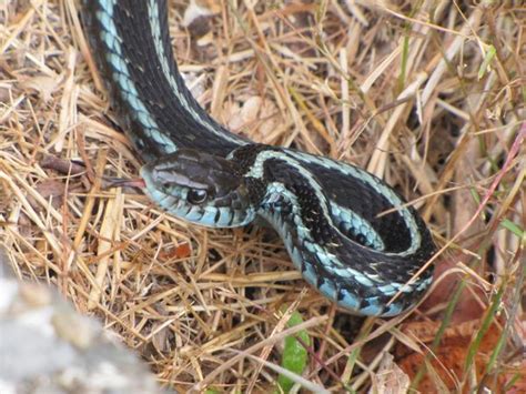 Blog From The Bog Squirrels Snakes Mallards Cannibalism