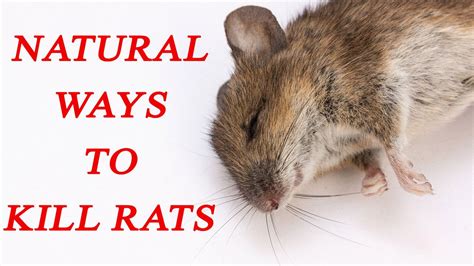 I have decided no more recycling and one carrier bag of rubbish gets. 14 Ways To Kill Rats Naturally | Natural rodent repellant ...