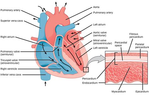 Mammalian Heart And Blood Vessels Bio 101