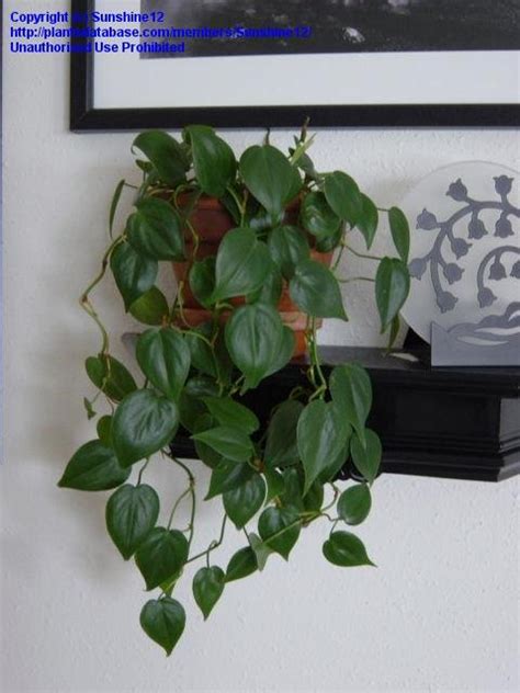 However, they root extremely easily, and is a resilient plant. PlantFiles Pictures: Heart Leaf Philodendron (Philodendron ...