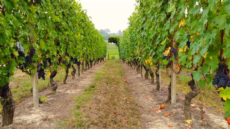 Vineyard Agriculture Field With Ripe Grapes And Vines Wine Production