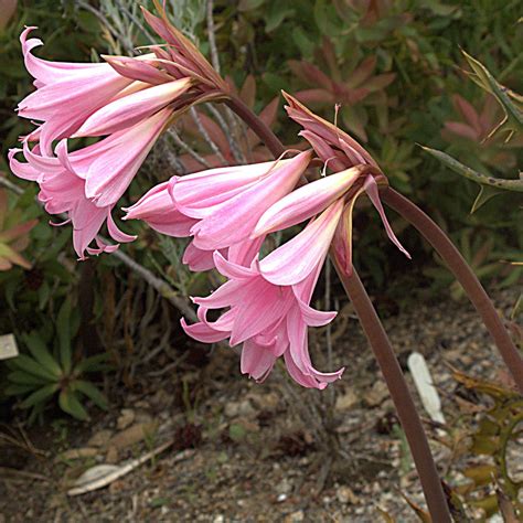 Jersey Lily Amaryllis Belladonna North Carolina Extension Gardener