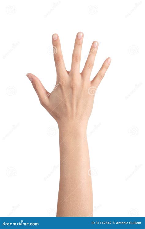 Woman Hand Showing The Five Fingers Stock Photography Image 31142542