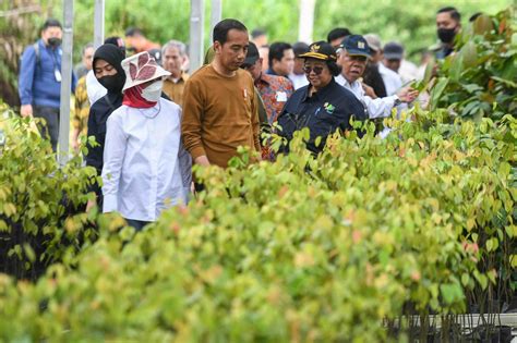 Indonesiagoid Persemaian Bibit Tanaman