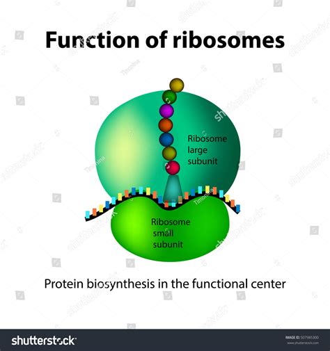 Structure Ribosome Functions Infographics Vector Illustration Stock